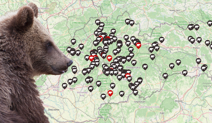 Fotka - Upozornenie pre obyvateľov obce – výskyt medveďa